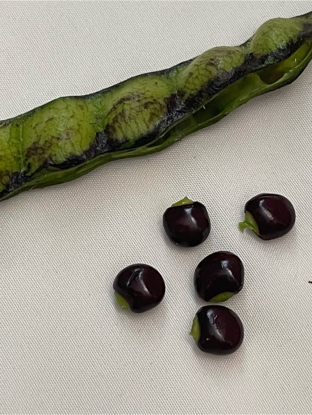 125 Semillas de Gandules Enanos (Pigean peas seeds) 100% Orgánico de Puerto Rico - Picture 4 of 5